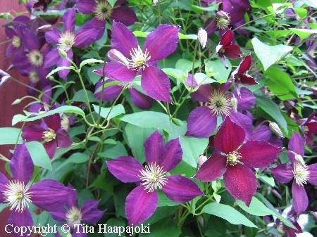 Clematis Viticella-Ryhm� 'Mikelite'